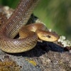 Uzovka stromova - Zamenis longissimus - Aesculapean Snake o2168